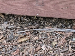 Sceloporus occidentalis bocourtii