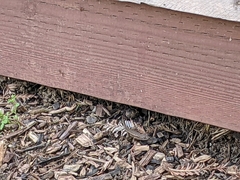 Sceloporus occidentalis bocourtii