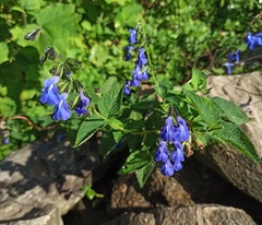 Salvia stachydifolia