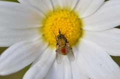 Usia versicolor