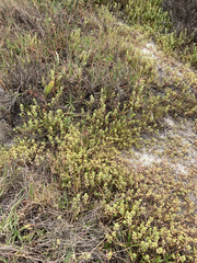Lepidium dictyotum