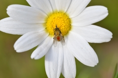Usia versicolor