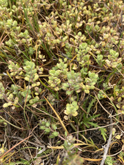 Lepidium dictyotum