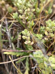 Lepidium dictyotum