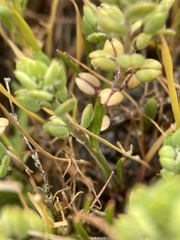 Lepidium dictyotum