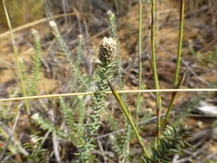 Phylica thunbergiana