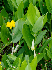 Phyllosticta convallariae