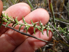 Phylica thunbergiana