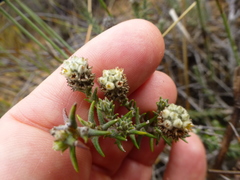 Phylica thunbergiana