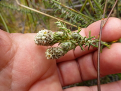 Phylica thunbergiana