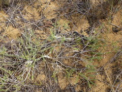 Phylica thunbergiana