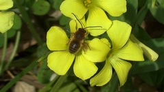 Eucera