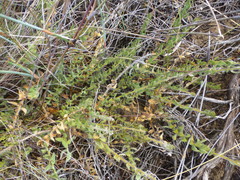 Xiphotheca lanceolata