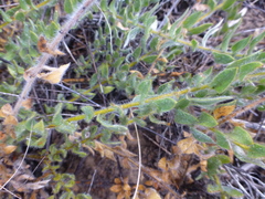 Xiphotheca lanceolata