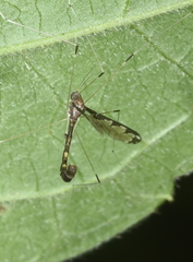 Dolichopeza gracilis