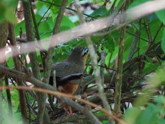 Morococcyx erythropygus