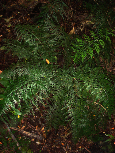 Asplenium shuttleworthianum observed 2011-05-07