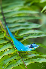 Anolis trinitatis