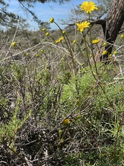 Leptosyne maritima