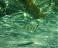 Contusus brevicaudus