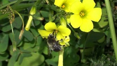 Anthophora