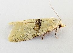 Saphenista bartellae