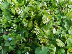 Calepina irregularis