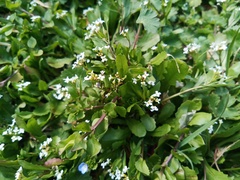 Calepina irregularis