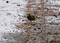 Chloris sinica