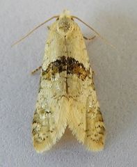 Saphenista bartellae