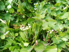 Calepina irregularis