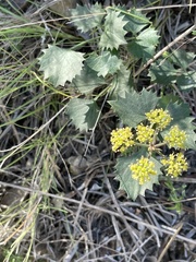 Lomatium lucidum