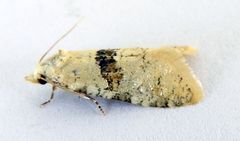 Saphenista bartellae