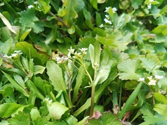 Calepina irregularis