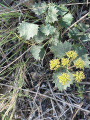 Lomatium lucidum