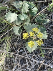 Lomatium lucidum