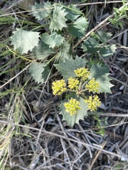 Lomatium lucidum