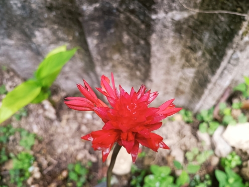 Goeppertia misantlensis, photograph 3