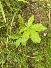 Aesculus californica