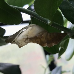 Papilio aegeus