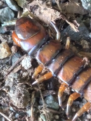 Scolopendra alternans