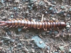 Scolopendra alternans