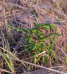 Pellaea andromedifolia pubescens