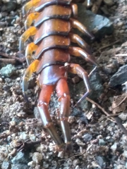 Scolopendra alternans