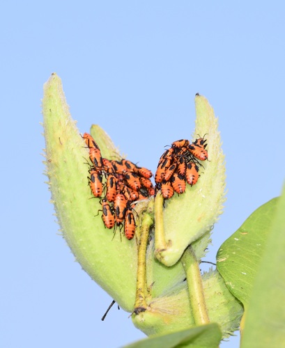 Large Milkweed Bug photographed in Vermont