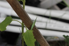 Atractomorpha australis