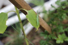 Atractomorpha australis