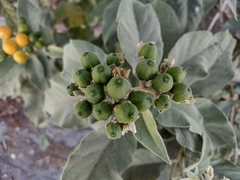 Solanum erianthum