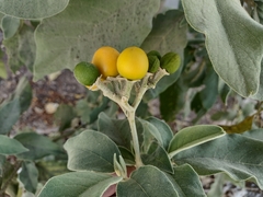 Solanum erianthum