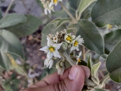 Solanum erianthum